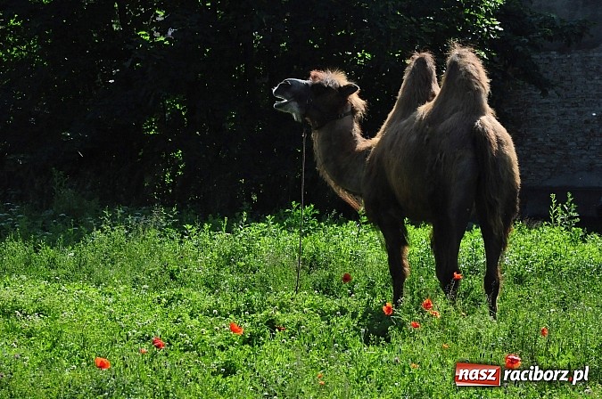 Zdjęcie w galerii na portalu naszraciborz.pl: Na Ostrogu zbiórka sprzętu z dodatkową atrakcją wiadomości z regionu