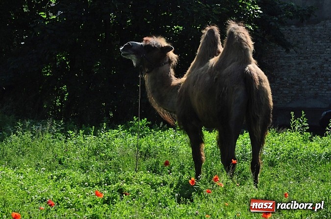 Zdjęcie w galerii na portalu naszraciborz.pl: Na Ostrogu zbiórka sprzętu z dodatkową atrakcją wiadomości z regionu