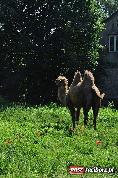 Zdjęcie w galerii na portalu naszraciborz.pl: Na Ostrogu zbiórka sprzętu z dodatkową atrakcją wiadomości z regionu