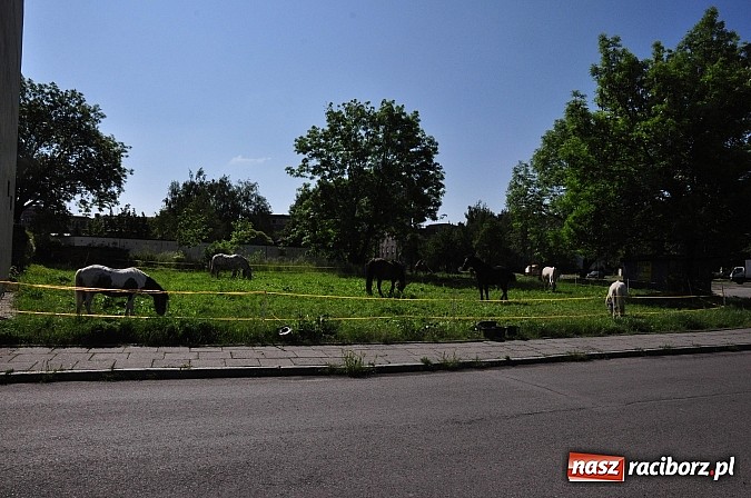 Zdjęcie w galerii na portalu naszraciborz.pl: Na Ostrogu zbiórka sprzętu z dodatkową atrakcją wiadomości z regionu