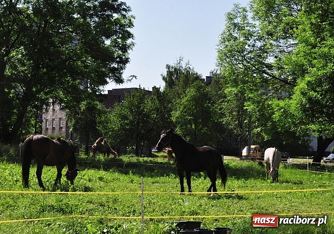 Zdjęcie w galerii na portalu naszraciborz.pl: Na Ostrogu zbiórka sprzętu z dodatkową atrakcją wiadomości z regionu