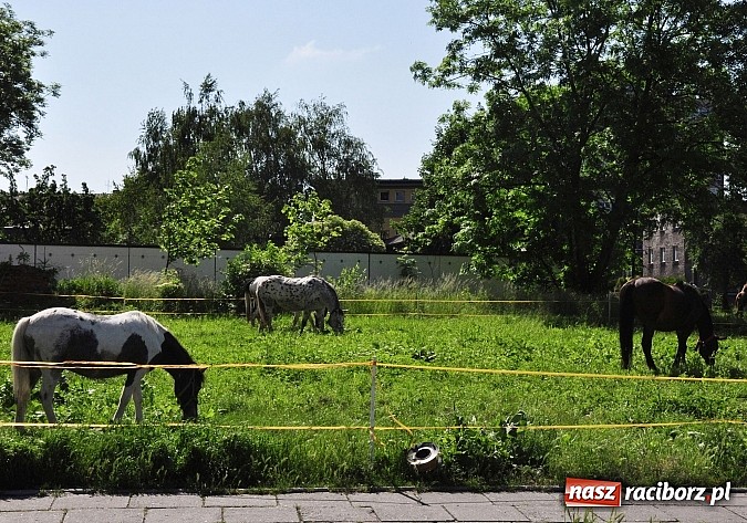 Zdjęcie w galerii na portalu naszraciborz.pl: Na Ostrogu zbiórka sprzętu z dodatkową atrakcją wiadomości z regionu