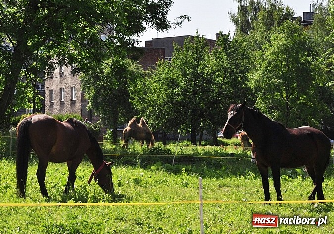 Zdjęcie w galerii na portalu naszraciborz.pl: Na Ostrogu zbiórka sprzętu z dodatkową atrakcją wiadomości z regionu