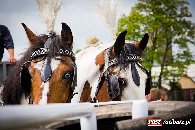 Zdjęcie w galerii na portalu naszraciborz.pl: Konna majówka w Pawłowie  wiadomości z regionu