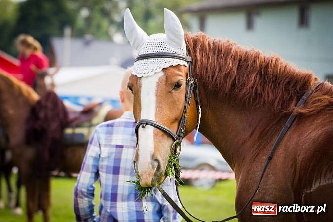 Zdjęcie w galerii na portalu naszraciborz.pl: Konna majówka w Pawłowie  wiadomości z regionu