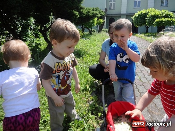 Zdjęcie w galerii na portalu naszraciborz.pl: Majówki grupy Fiku-miku w RCK wiadomości z regionu