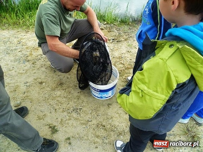 Zdjęcie w galerii na portalu naszraciborz.pl: Ryba brała na wędkarskim Dniu Dziecka na Babiczoku wiadomości z regionu