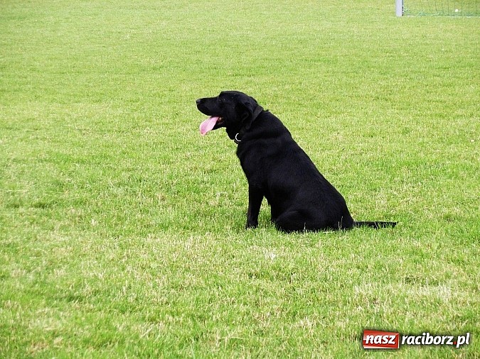 Zdjęcie w galerii na portalu naszraciborz.pl: Festyn rodzinny z okazji Dnia dziecka na Płoni  wiadomości z regionu