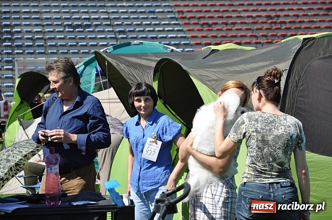 Zdjęcie w galerii na portalu naszraciborz.pl: XX Jubileuszowa Krajowa Wystawa Psów Rasowych  wiadomości z regionu