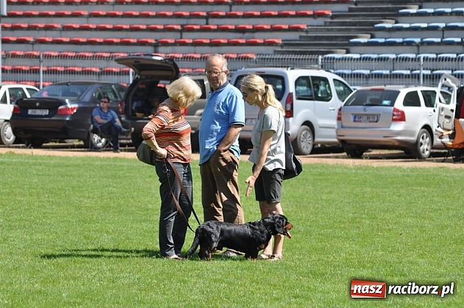 Zdjęcie w galerii na portalu naszraciborz.pl: XX Jubileuszowa Krajowa Wystawa Psów Rasowych  wiadomości z regionu