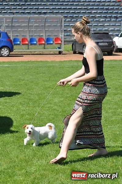 Zdjęcie w galerii na portalu naszraciborz.pl: XX Jubileuszowa Krajowa Wystawa Psów Rasowych  wiadomości z regionu