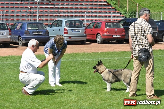 Zdjęcie w galerii na portalu naszraciborz.pl: XX Jubileuszowa Krajowa Wystawa Psów Rasowych  wiadomości z regionu