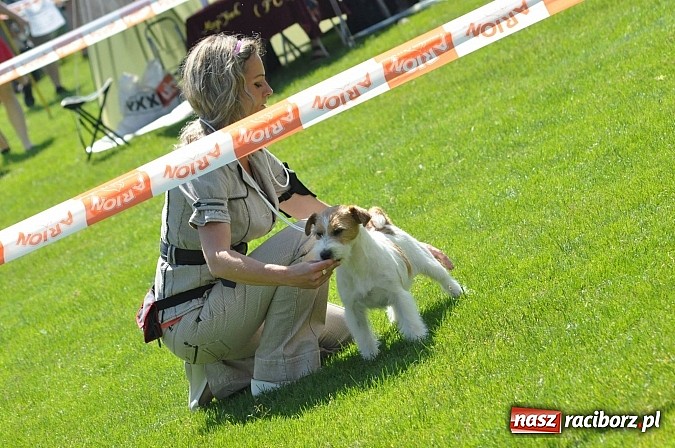 Zdjęcie w galerii na portalu naszraciborz.pl: XX Jubileuszowa Krajowa Wystawa Psów Rasowych  wiadomości z regionu