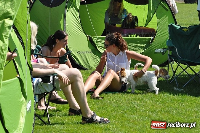 Zdjęcie w galerii na portalu naszraciborz.pl: XX Jubileuszowa Krajowa Wystawa Psów Rasowych  wiadomości z regionu