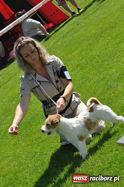 Zdjęcie w galerii na portalu naszraciborz.pl: XX Jubileuszowa Krajowa Wystawa Psów Rasowych  wiadomości z regionu