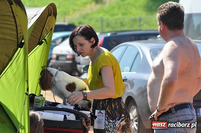 Zdjęcie w galerii na portalu naszraciborz.pl: XX Jubileuszowa Krajowa Wystawa Psów Rasowych  wiadomości z regionu