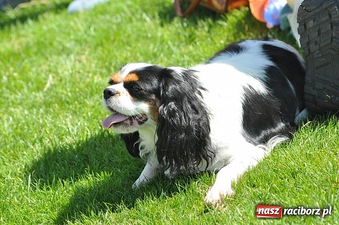 Zdjęcie w galerii na portalu naszraciborz.pl: XX Jubileuszowa Krajowa Wystawa Psów Rasowych  wiadomości z regionu