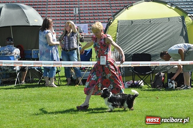 Zdjęcie w galerii na portalu naszraciborz.pl: XX Jubileuszowa Krajowa Wystawa Psów Rasowych  wiadomości z regionu