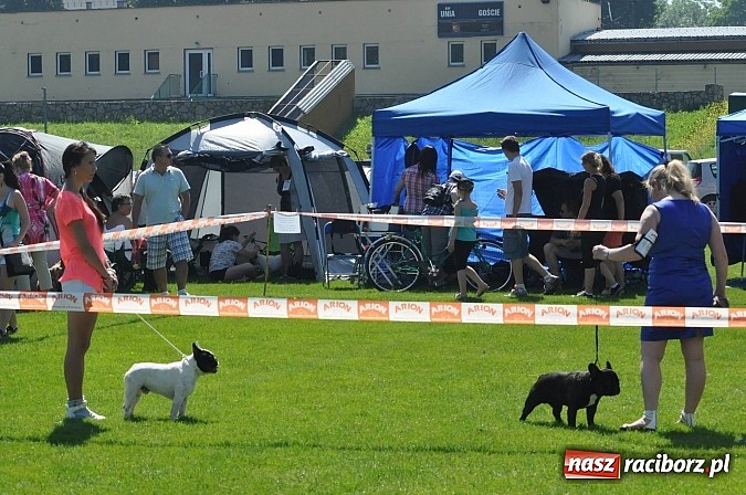 Zdjęcie w galerii na portalu naszraciborz.pl: XX Jubileuszowa Krajowa Wystawa Psów Rasowych  wiadomości z regionu
