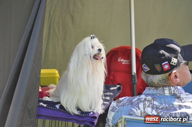 Zdjęcie w galerii na portalu naszraciborz.pl: XX Jubileuszowa Krajowa Wystawa Psów Rasowych  wiadomości z regionu