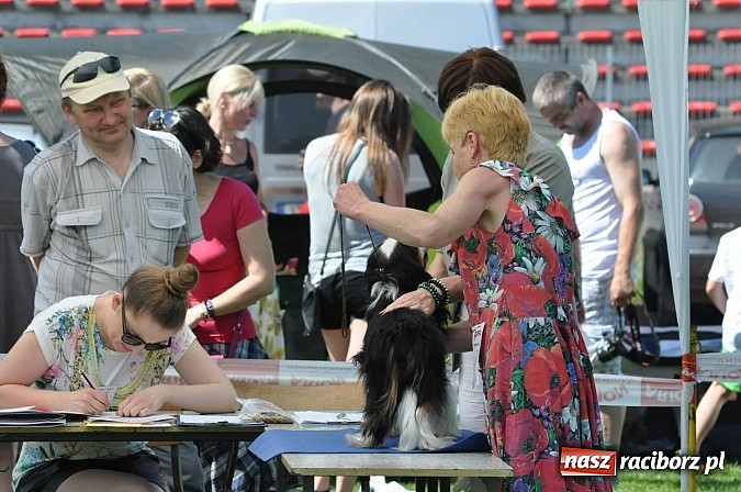 Zdjęcie w galerii na portalu naszraciborz.pl: XX Jubileuszowa Krajowa Wystawa Psów Rasowych  wiadomości z regionu