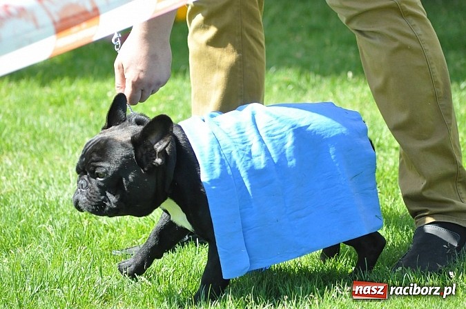 Zdjęcie w galerii na portalu naszraciborz.pl: XX Jubileuszowa Krajowa Wystawa Psów Rasowych  wiadomości z regionu