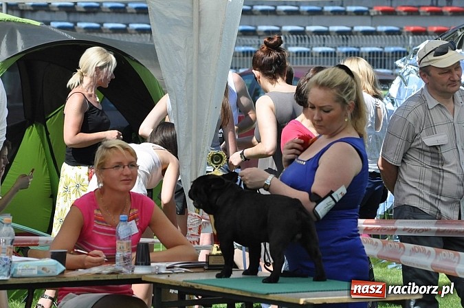 Zdjęcie w galerii na portalu naszraciborz.pl: XX Jubileuszowa Krajowa Wystawa Psów Rasowych  wiadomości z regionu