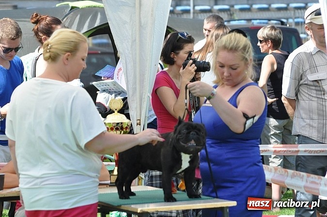 Zdjęcie w galerii na portalu naszraciborz.pl: XX Jubileuszowa Krajowa Wystawa Psów Rasowych  wiadomości z regionu