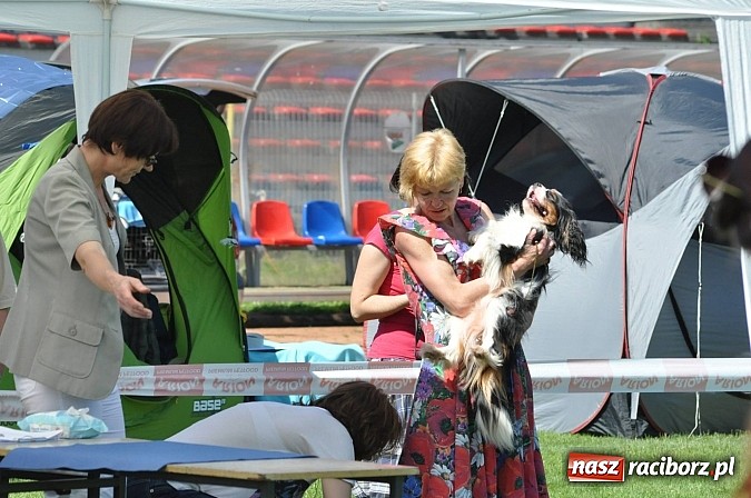 Zdjęcie w galerii na portalu naszraciborz.pl: XX Jubileuszowa Krajowa Wystawa Psów Rasowych  wiadomości z regionu