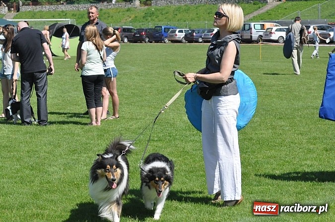 Zdjęcie w galerii na portalu naszraciborz.pl: XX Jubileuszowa Krajowa Wystawa Psów Rasowych  wiadomości z regionu