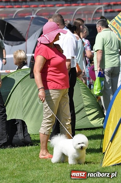 Zdjęcie w galerii na portalu naszraciborz.pl: XX Jubileuszowa Krajowa Wystawa Psów Rasowych  wiadomości z regionu