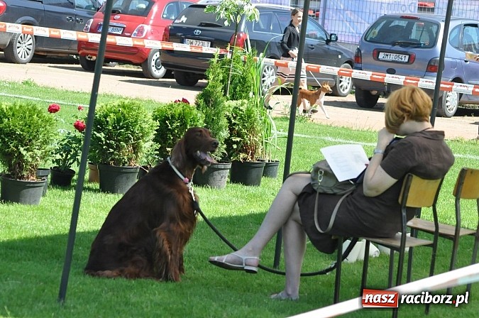 Zdjęcie w galerii na portalu naszraciborz.pl: XX Jubileuszowa Krajowa Wystawa Psów Rasowych  wiadomości z regionu