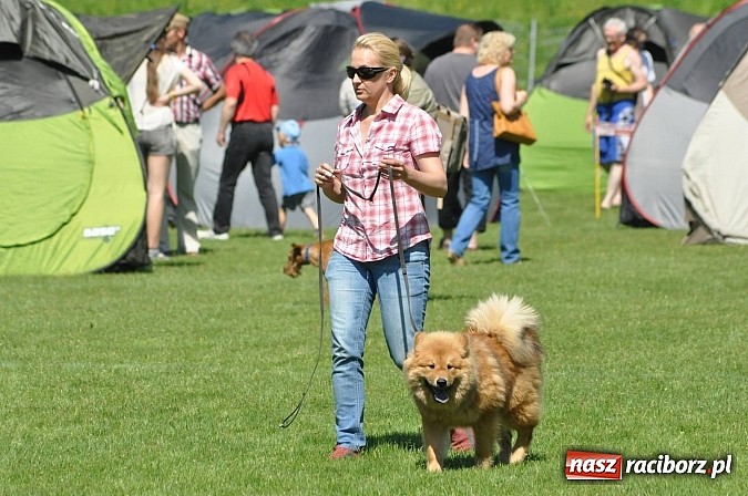 Zdjęcie w galerii na portalu naszraciborz.pl: XX Jubileuszowa Krajowa Wystawa Psów Rasowych  wiadomości z regionu