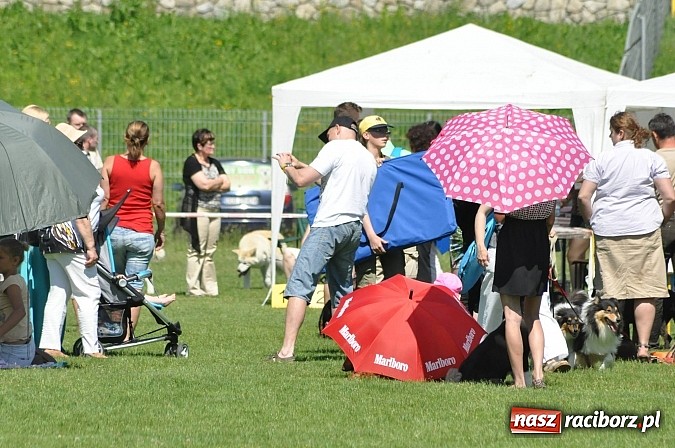 Zdjęcie w galerii na portalu naszraciborz.pl: XX Jubileuszowa Krajowa Wystawa Psów Rasowych  wiadomości z regionu