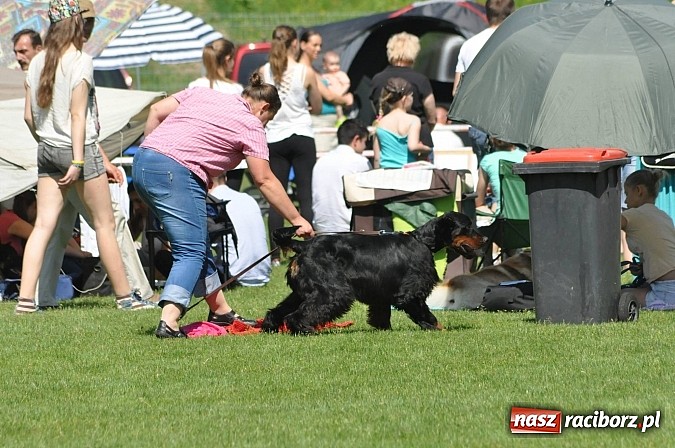 Zdjęcie w galerii na portalu naszraciborz.pl: XX Jubileuszowa Krajowa Wystawa Psów Rasowych  wiadomości z regionu