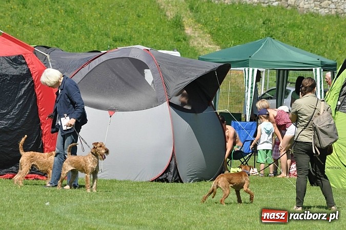 Zdjęcie w galerii na portalu naszraciborz.pl: XX Jubileuszowa Krajowa Wystawa Psów Rasowych  wiadomości z regionu