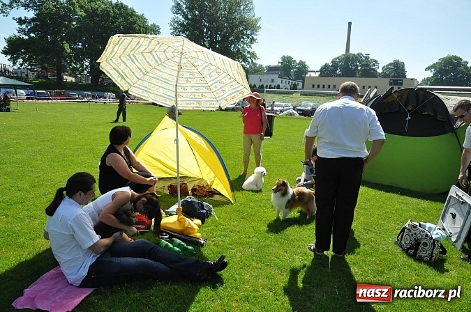 Zdjęcie w galerii na portalu naszraciborz.pl: XX Jubileuszowa Krajowa Wystawa Psów Rasowych  wiadomości z regionu