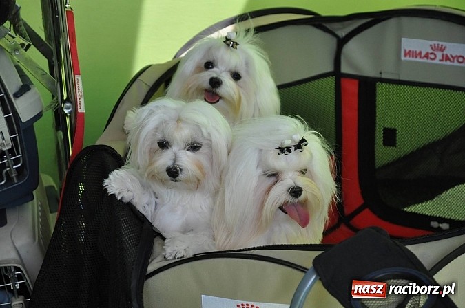 Zdjęcie w galerii na portalu naszraciborz.pl: XX Jubileuszowa Krajowa Wystawa Psów Rasowych  wiadomości z regionu