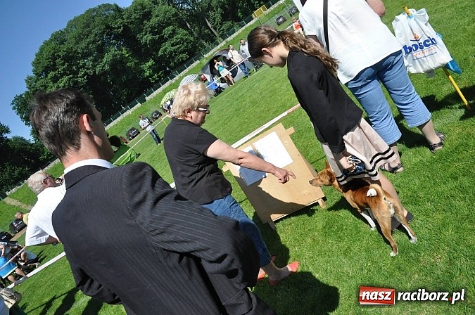 Zdjęcie w galerii na portalu naszraciborz.pl: XX Jubileuszowa Krajowa Wystawa Psów Rasowych  wiadomości z regionu