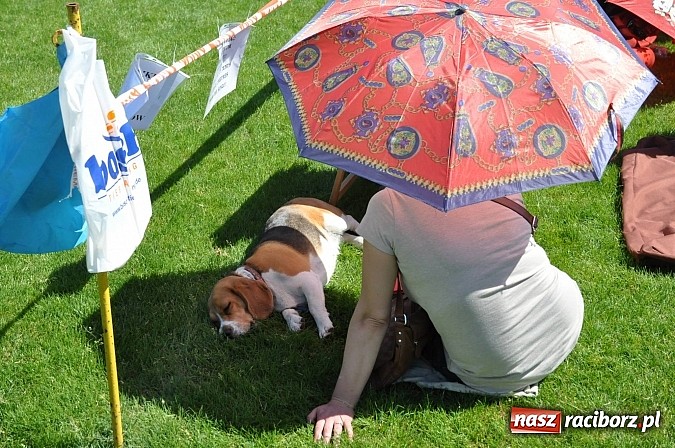 Zdjęcie w galerii na portalu naszraciborz.pl: XX Jubileuszowa Krajowa Wystawa Psów Rasowych  wiadomości z regionu