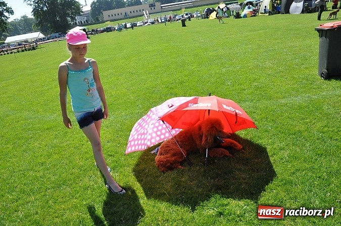 Zdjęcie w galerii na portalu naszraciborz.pl: XX Jubileuszowa Krajowa Wystawa Psów Rasowych  wiadomości z regionu