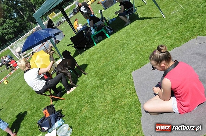 Zdjęcie w galerii na portalu naszraciborz.pl: XX Jubileuszowa Krajowa Wystawa Psów Rasowych  wiadomości z regionu
