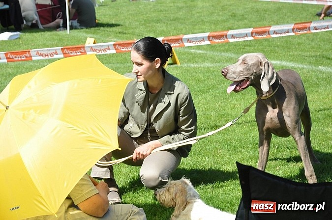Zdjęcie w galerii na portalu naszraciborz.pl: XX Jubileuszowa Krajowa Wystawa Psów Rasowych  wiadomości z regionu