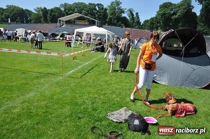 Zdjęcie w galerii na portalu naszraciborz.pl: XX Jubileuszowa Krajowa Wystawa Psów Rasowych  wiadomości z regionu