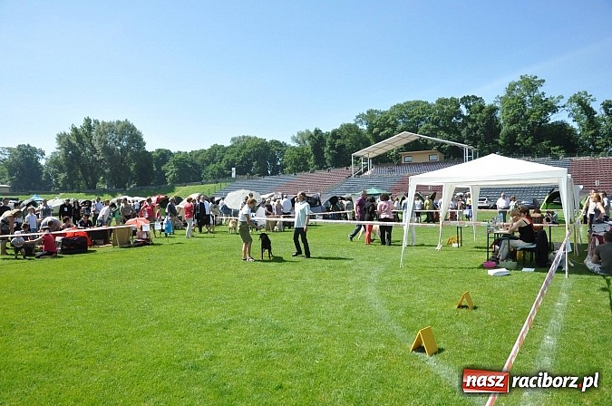 Zdjęcie w galerii na portalu naszraciborz.pl: XX Jubileuszowa Krajowa Wystawa Psów Rasowych  wiadomości z regionu