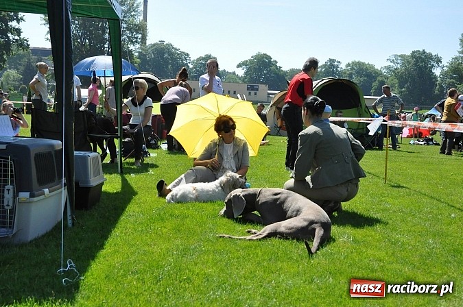 Zdjęcie w galerii na portalu naszraciborz.pl: XX Jubileuszowa Krajowa Wystawa Psów Rasowych  wiadomości z regionu
