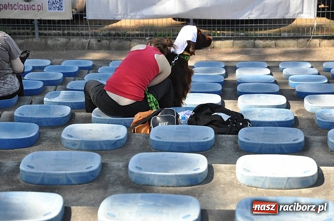Zdjęcie w galerii na portalu naszraciborz.pl: XX Jubileuszowa Krajowa Wystawa Psów Rasowych  wiadomości z regionu