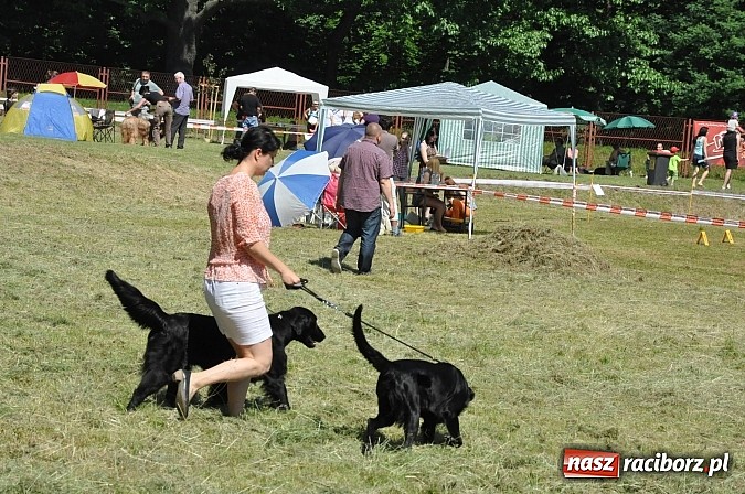 Zdjęcie w galerii na portalu naszraciborz.pl: XX Jubileuszowa Krajowa Wystawa Psów Rasowych  wiadomości z regionu