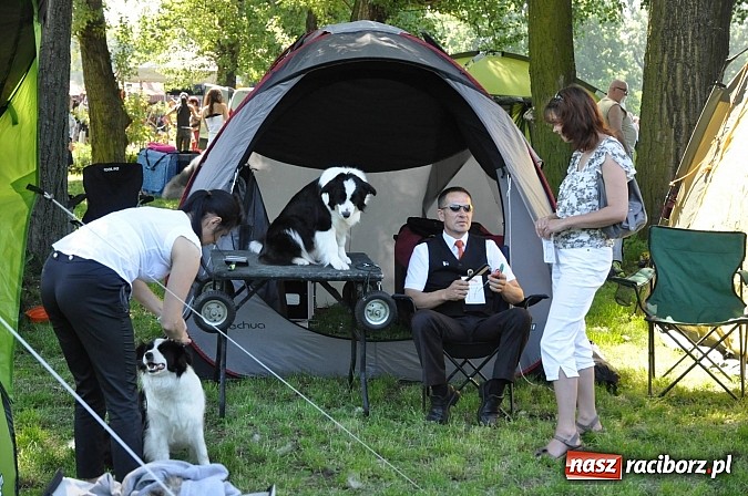 Zdjęcie w galerii na portalu naszraciborz.pl: XX Jubileuszowa Krajowa Wystawa Psów Rasowych  wiadomości z regionu