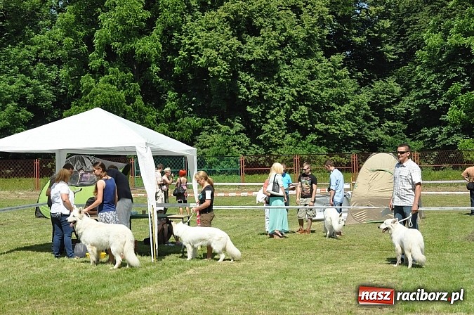 Zdjęcie w galerii na portalu naszraciborz.pl: XX Jubileuszowa Krajowa Wystawa Psów Rasowych  wiadomości z regionu